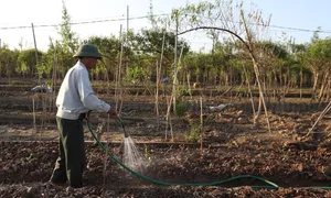 Làng đào Nhật Tân trồng hoa cúc, su hào để bán Tết